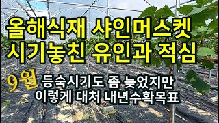 올해식재 샤인머스켓[시기놓친 적심과 유인]