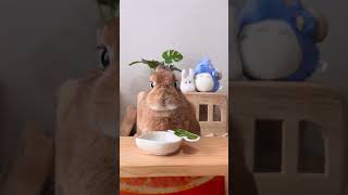 トトロに気付いてない？うさぎさん#うさぎ #rabbit #bunny