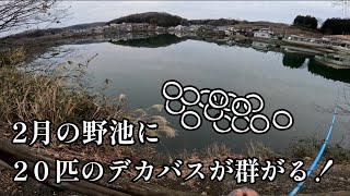 《266》２月の野池で50UPクラスが２０匹近く群がる異様な光景！！真冬のトップウォーターフィッシング！！