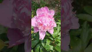 Peony 유럽 향수 작약 겹작약 탑브래스인지 몬시유줄리인지 이름표분실