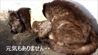 先週、猫風邪が悪化して病院に行ってきました。今は元気です。