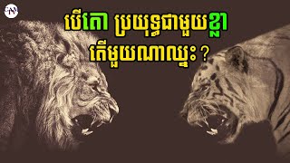 ខ្លា និងតោ បើប្រយុទ្ធគ្នា តើមួណាឈ្នះ?