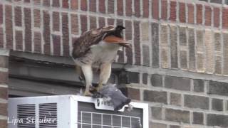 red tail hawk catches a pigeon