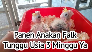 Panen Tipis Anakan Burung Falk / Coktail / Parkit Australia. Tunggu umur 3 Minggu