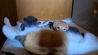 Kittens enjoying breast milk