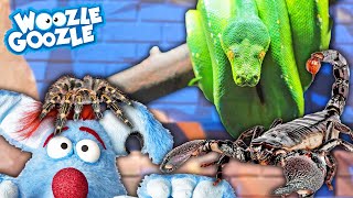 Alles, was du über giftige, große und gefährliche Tiere wissen musst! l WOOZLE GOOZLE