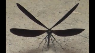 【HD】 ハグロトンボPart2（羽黒蜻蛉・Calopteryx atrata）