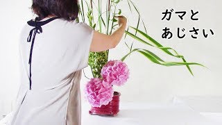 【ガマとあじさい】_ガマの葉の曲線美とピンク色の紫陽花_Sogetsu Ikebana