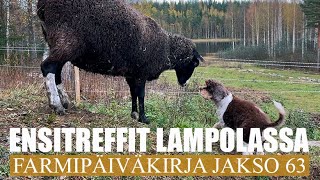 FARMIPÄIVÄKIRJA JAKSO 63: Ensitreffit lampolassa