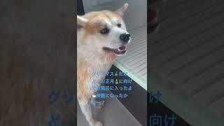 #秋田犬の暮らし #ニューヨークの秋田犬 #癒し #秋の散歩 #癒し散歩 #愛犬 #お散歩大好き #犬のいる生活 #犬のお散歩 #春のお風呂#秋田犬の暮らし❣️春ちくん❣️女の子