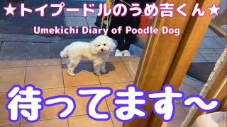 待ってます〜 ★トイプードルのうめ吉くん（786日目)★Umekichi Diary of Poodle Dog