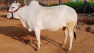 దేశి హర్యానా బ్రీడ్ ఆవు అమ్మకానికి ఉంది | Haryana Breed cow for sale | cow videos ‎@purnafarms 