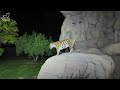 night safari at dubai safari park spectacular zoo experience u0026 neon show tourist attraction 4k 🇦🇪