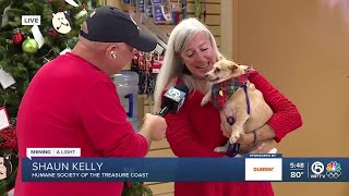 Humane Society of Treasure Coast offers adoption discounts for Christmas in July event
