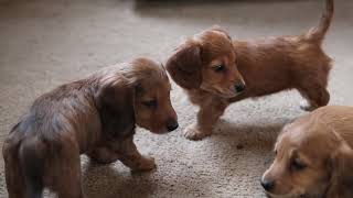 Mini Dachshund Puppies For Sale