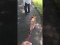 柴犬のお散歩