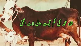 Best Quailty Cows Laat for sale by shah muhmmad