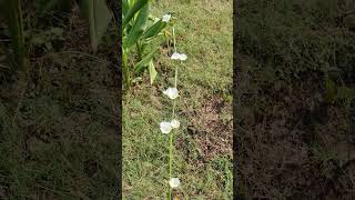 Mexican sword water plant flowers in our garden #shorts#youtubeshorts #viral