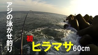 アジの泳がせ釣りで念願のヒラマサゲット！