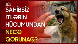 🔴 Sahibsiz itlərin hücumundan necə qorunaq?