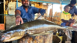 KASIMEDU BIG COBIA KADAVARA FISH CUTTING VIDEO CUTTING FOCUS