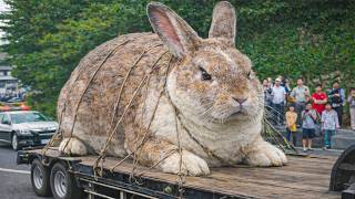 20 Largest Animals Ever Caught on Camera!