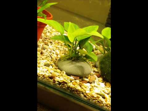 ANUBIAS GROWTH 3 DAYS TIME LAPSE ANUBIAS GROWTH 3 DAYS TIME LAPSE