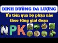 Tổng hợp về ưu tiên dinh dưỡng N,P,K cho từng vị trí của cây trồng theo từng giai đoạn phát triển