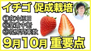 【農家】イチゴの花芽分化と促成栽培の9月10月のポイント【セミナー】