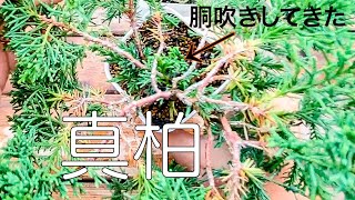 杉葉だった真柏が治ってきたので胴吹き芽で立て替える準備をしておく