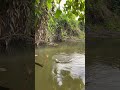 mancing di akar pohon strike jaer chana dan bedul gunung😋🥰 mancing