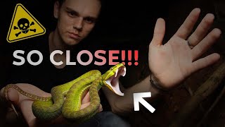 CLOSE CALLS WITH AN ANGRY VENOMOUS VIPER!!!