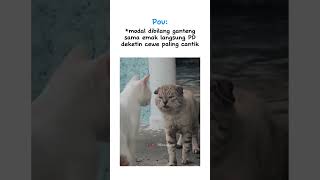 Yang penting yakin dulu #meme #memekucing #kucing #shorts #kucinglucu