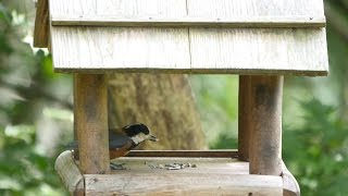 西湖野鳥の森公園のヤマガラ　その２（4K動画）