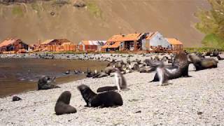 《4K》Grytviken Whaling Station