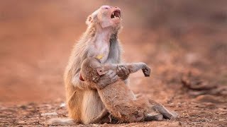 The Sad Reason Monkeys Carry Around Their Dead Babies