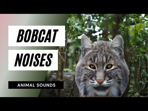 The Animal Sounds: Bobcat Snarl - Sound Effect - Animation - YouTube