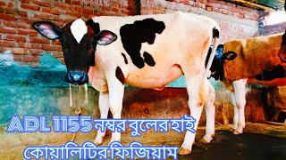 ADL 1155 নম্বর বুলের হাই কোয়ালিটির ফিজিয়াম মুন্ডি বকনা দেখুন।#আমরা_কৃষি_পরিবার