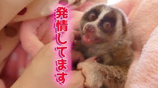 発情期なりんころちゃんおまけ付（スローロリス）#230