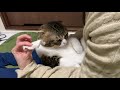 ぽこ太郎の様子が…明日病院に連れて行きます。【パパ猫・子猫】