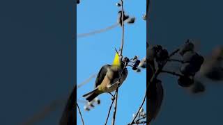 ナンキンハゼの実を食べるメジロ