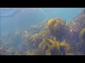 spearfishing massive bass at aberffraw north wales and diving with rays