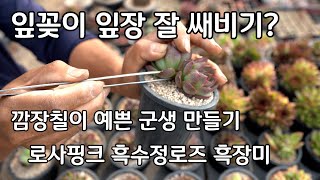 잎꽂이 군생 만들기 로사핑크 흑스정로즈,흑장미