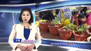 南投新聞  育英國小食農教育種南瓜