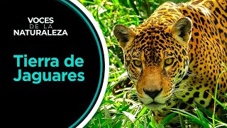 Voces de la Naturaleza - Tierra de Jaguares | TVN Panamá