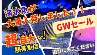 【海水魚の最前線！驚愕の入荷情報\u0026プロが明かす海水魚飼育の極意】海水魚入荷・シマヤッコ・ハナゴンベ・セクシーシュリンプ・ツノダシ・トゲチョウ・アミチョウ・イッテンチョウ・アケボノチョウ・ナンヨウハギ