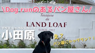 愛犬とパン屋さんデート＆酒匂川で楽しむ休日〈Lab family〉