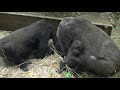 2019 10 26　ゴリラの家族～かぼちゃ kyoto city zoo 2019 10 26 gorilla family pumpkin