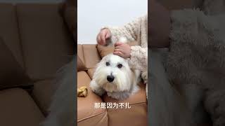 掀起宝宝的盖头来～棉花面纱犬 狗狗的心思都写在脸上了 萌宠出道计划 萌宠日常记录 萌宠