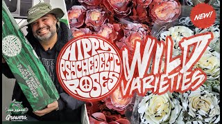 JFTV: Jet Fresh Flower Growers' #HippyPsychedelicRoses New Wild Varieties with Fern